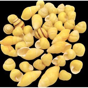 Yellow Land Snail Shells Amphidromus Specimen 45pcs ~ 1/2" to 2" L